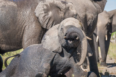 African elephants family in forest