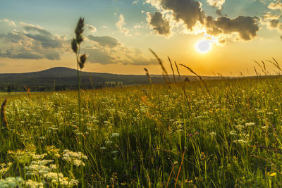 Scenic view of field against sky during sunset