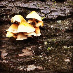 Close-up of mushroom