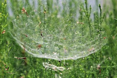 Close-up of wet spider web on plant