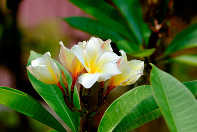 Close-up of lotus blooming outdoors