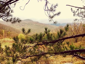 Bare trees on landscape against sky