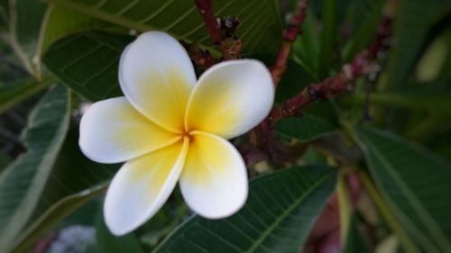 Close-up of frangipani blooming outdoors