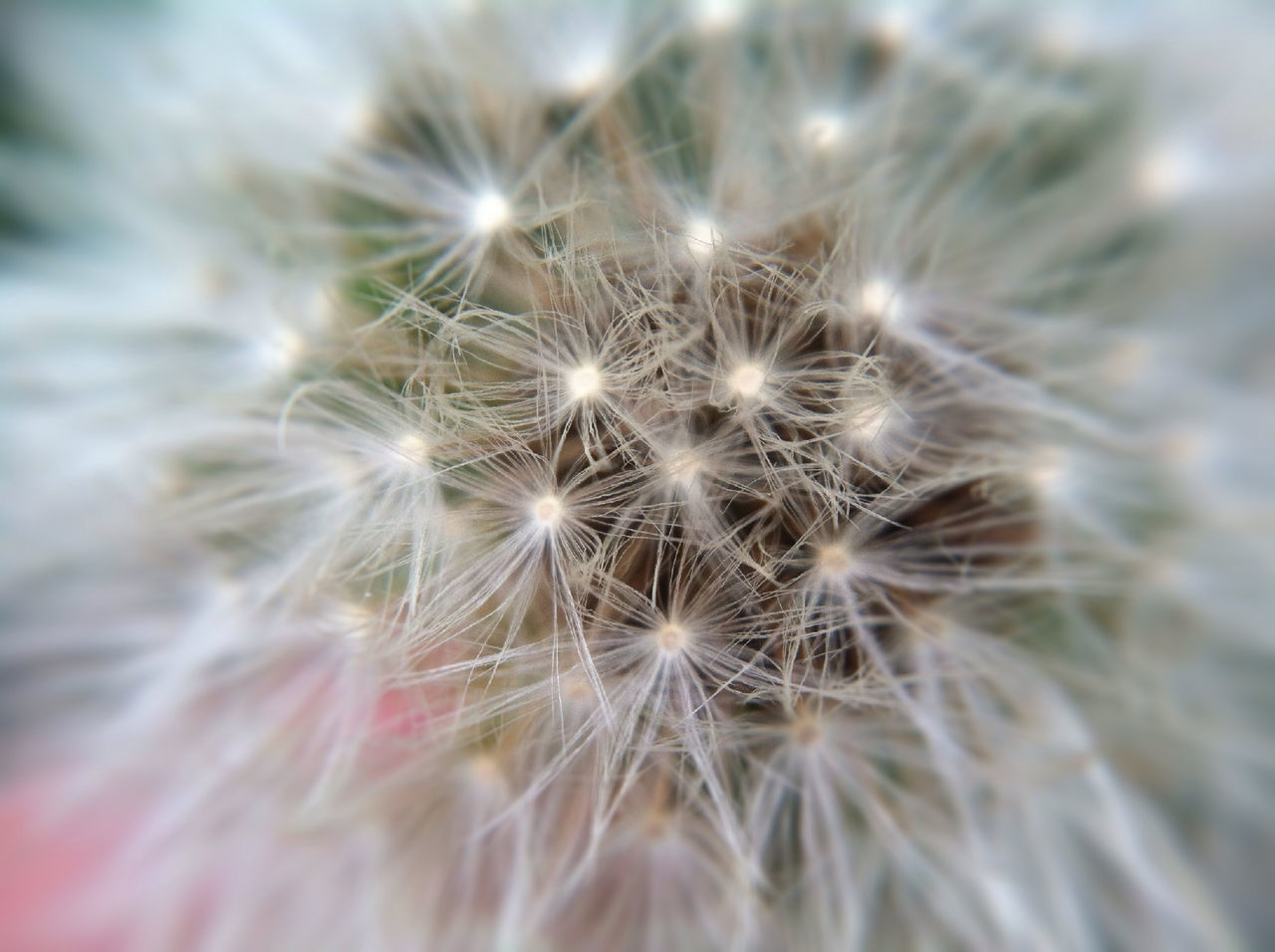 flower, dandelion, fragility, flower head, freshness, close-up, growth, nature, beauty in nature, softness, focus on foreground, single flower, selective focus, dandelion seed, plant, wildflower, white color, seed, uncultivated, botany