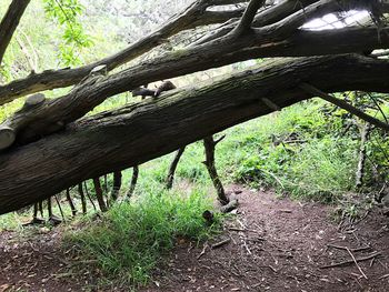 Close-up of tree trunk in forest