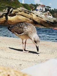 Close-up of seagull on beach