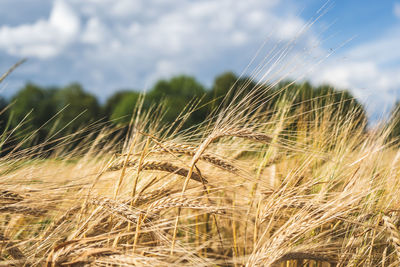 Close-up of wheat growing on field against sky