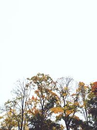 Low angle view of trees against clear sky