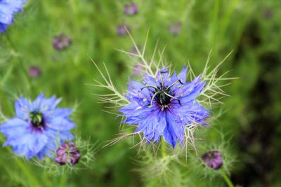 Close-up of honey bee pollinating on purple flower