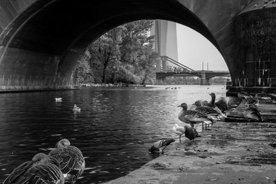 Ducks on bridge over river in city