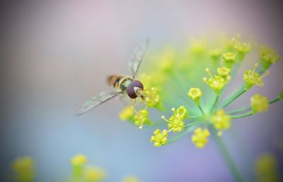 Close-up of bee on plant