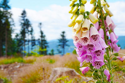 Close-up of purple flowering plant