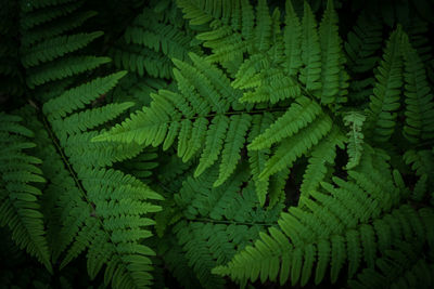 Full frame shot of fern leaves