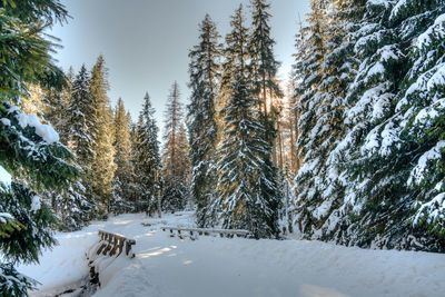 Trees against sky during winter