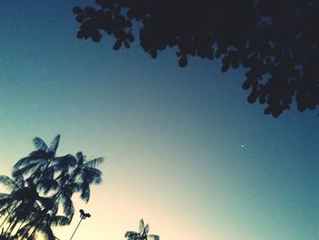 Low angle view of a tree against clear blue sky