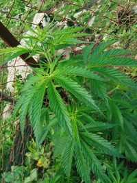 Close-up of fresh green plant
