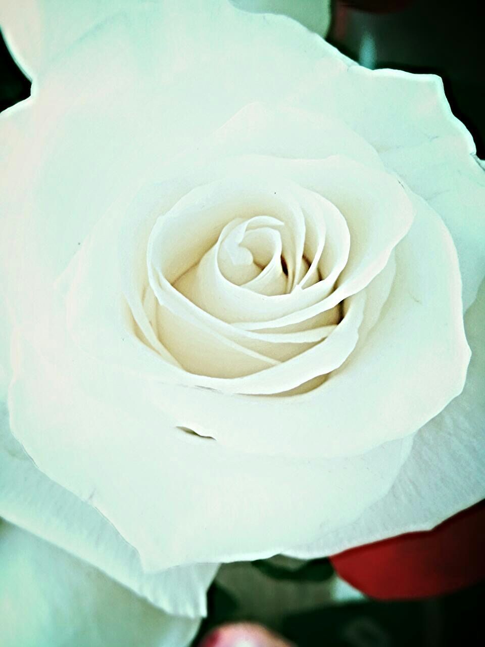 flower, petal, flower head, white color, rose - flower, single flower, fragility, freshness, close-up, beauty in nature, rose, white, nature, blooming, focus on foreground, indoors, single rose, growth, softness, no people