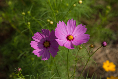 Close-up of pink cosmos flower on field