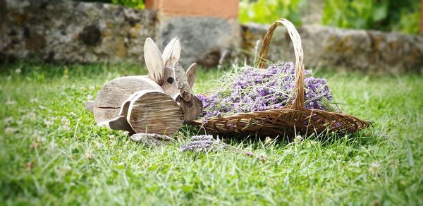 Close-up of purple flowers in basket on field