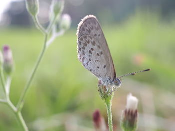 Close-up of butterfly pollinating flower