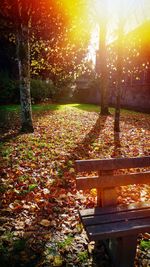 Sunlight falling on bench in park during autumn