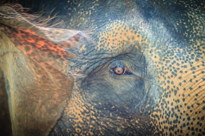 Close-up portrait of elephant