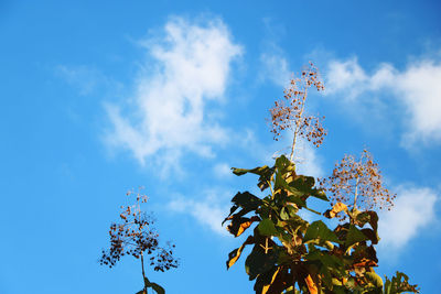 Low angle view of flowering plant against blue sky