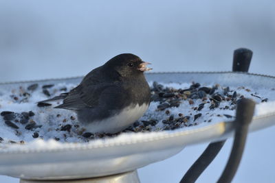 Close-up of bird perching on feeder