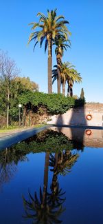 Palm tree by swimming pool against blue sky