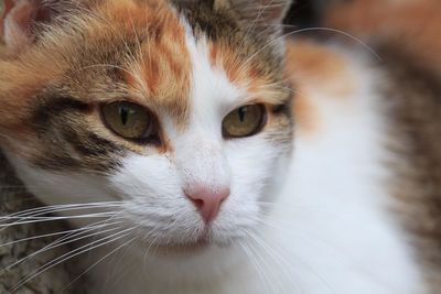 Close-up portrait of cat