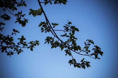 Low angle view of tree against clear blue sky