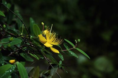 Close-up of insect on yellow flower