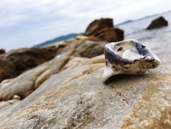 Close-up of lizard on rock at beach