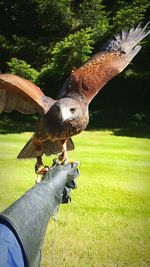 Close-up of hand holding horse