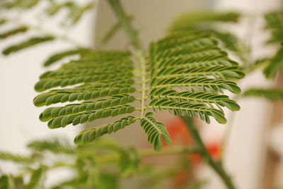 Close-up of fern leaves