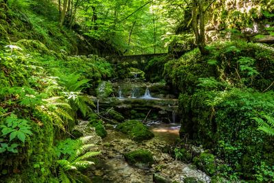 Stream amidst trees in forest