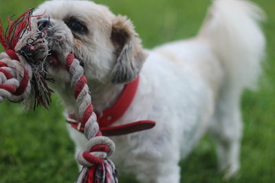 Close-up of dog on field