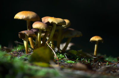Close-up of mushroom growing on field