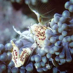 Close-up of jellyfish in sea