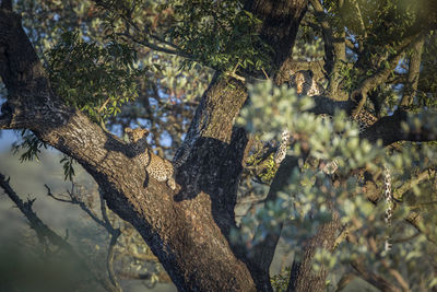 View of squirrel on tree trunk