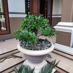 High angle view of potted plants on table