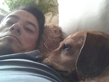 Portrait of a dog sleeping