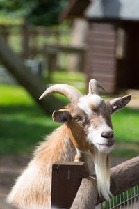 Portrait of goat