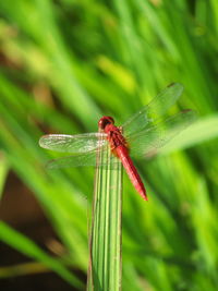 Close-up of dragonfly on plant