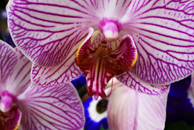 Close-up of pink flower