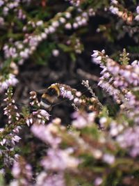 Close-up of bee pollinating on purple flower