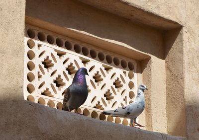 Pigeon perching on wall
