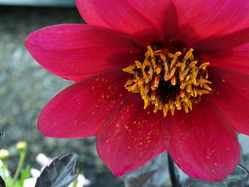 Close-up of red flower