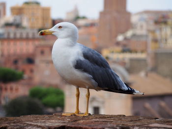 Seagull perching outdoors