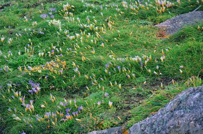 High angle view of flowering plants on land